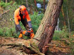 How Our Tree Care Process Works  in  South Bloomfield, OH