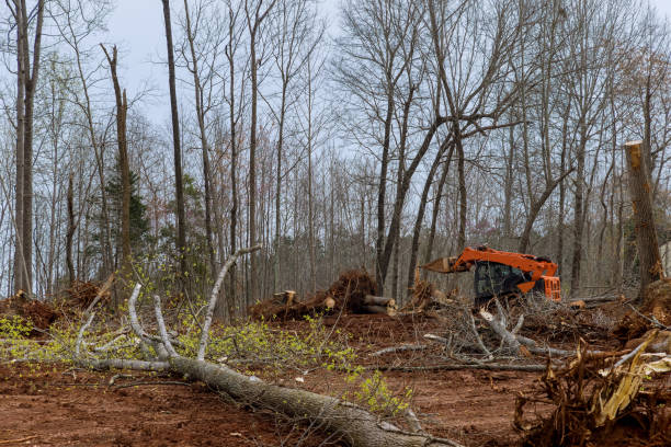 Tree and Shrub Care in South Bloomfield, OH